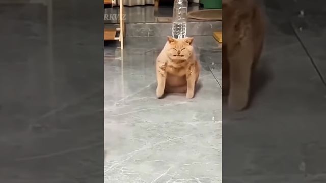 #котики смотреть онлайн