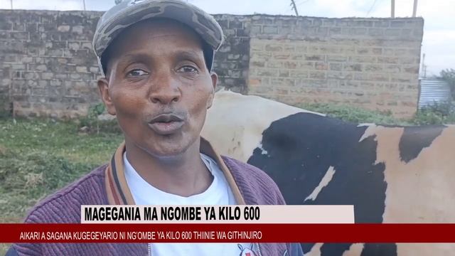 NG'OMBE YA KILO 600 KUGEGEARIA MUINGI смотреть онлайн