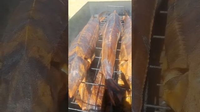 Стерлядь фермерская #рыбалкавастрахани #fishing #стерлядь смотреть онлайн