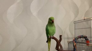 Говорящий ожереловый попугай Кора