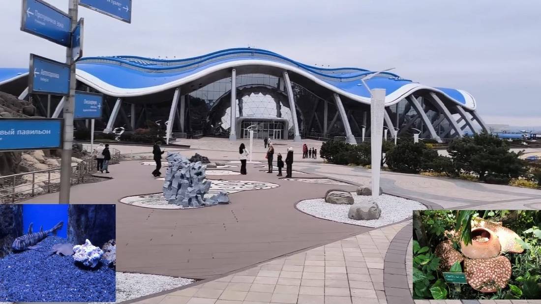 Приморский Океанариум в городе Владивосток, как добраться своим ходом. #Океанариум смотреть онлайн