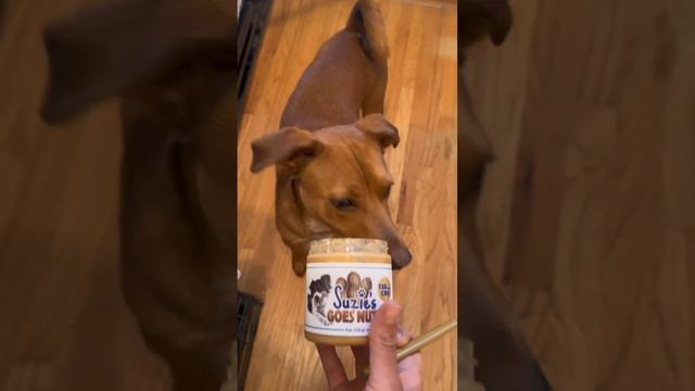 Dogs and fireworks 🎆 How to calm your dog’s anxiety during July 4th fireworks смотреть онлайн