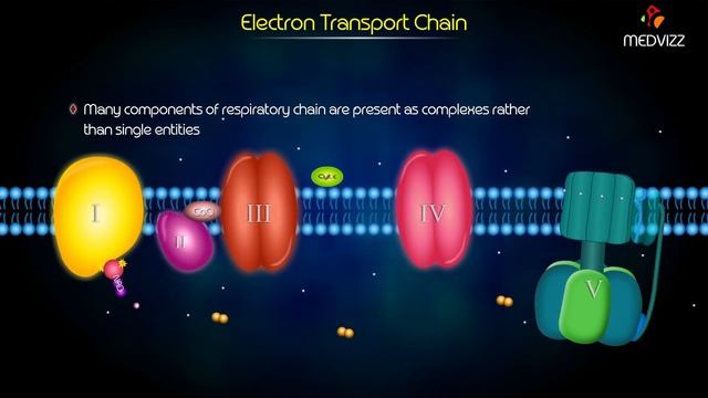 Electron Transport Chain Animation - Medical Biochemistry смотреть онлайн