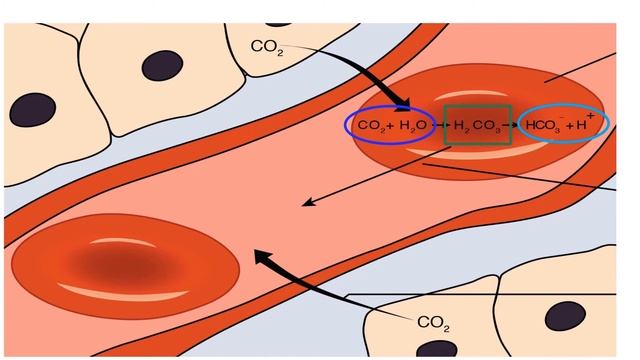 RESPIRATORY SYSTEM EXPLAINED! CARBONIC ACID! pH OF THE BLOOD EXPLAINED! смотреть онлайн