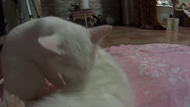 30.11.2014 Кошачья Любовь (Пластун и Белка)3 смотреть онлайн