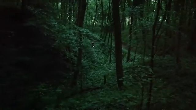 Зелёный бор смотреть онлайн