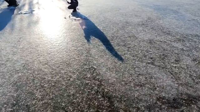 Дикие кабаны подходят не стесняются Рыбалка в Астрахани Ловля щуки на жерлицы смотреть онлайн