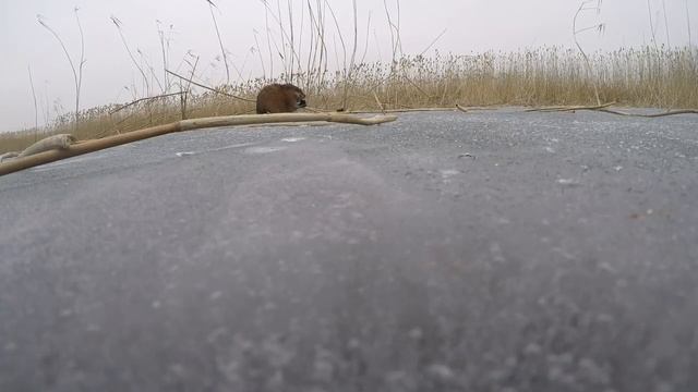 Охота на ондатру. Приехал на рыбалку, а поймал ондатру на видеоловушку смотреть онлайн