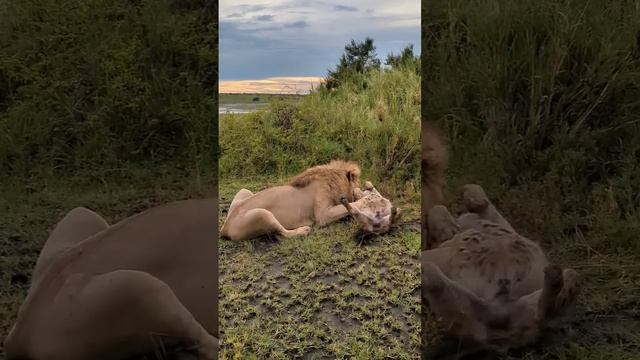 Львы давят гиен,но не едят потому,что в них много заразы от пожираемой падали... смотреть онлайн
