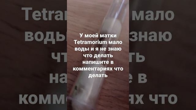 у моей матки Tetramorium мало воды я не знаю что делать смотреть онлайн