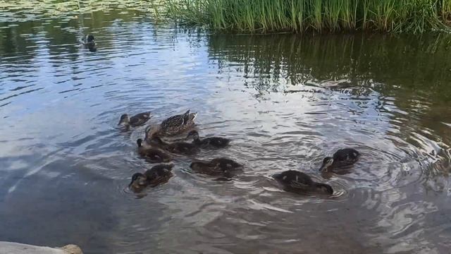 Отдых на реке Оредеж, Сиверская, в часе езды от СПб. Вода шикарная, прозрачная, много рыбы смотреть онлайн