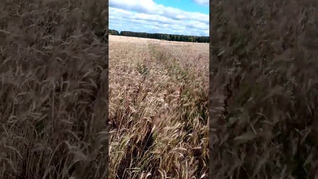 20 дней после десикации смотреть онлайн
