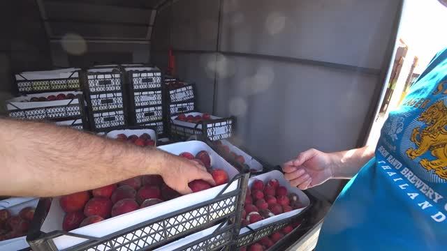 Самогон из ПЕРСИКА смотреть онлайн