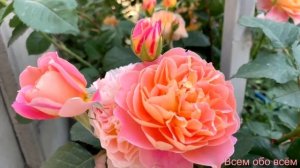 Роза Импрессионист ( Rose Impressionist) США плетистая, г. Киев, архивное видео  2022 г.