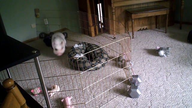 Hamlet the Mini Pig: Playful Mood смотреть онлайн