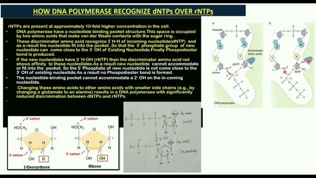 How DNA Polymerase discriminate dNTPs || Discriminator Amino Acid || DNA Polymerase Pocket. смотреть онлайн