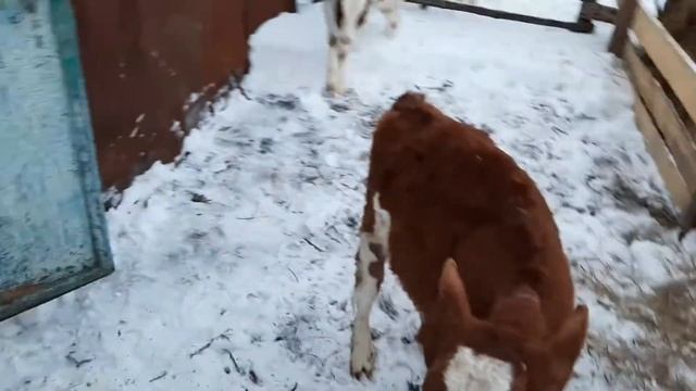 А у нас новоселье!!! смотреть онлайн