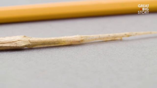 Pink winged stick смотреть онлайн