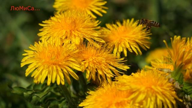 "Чудесное исцеление..." читает ЛюМиСа. смотреть онлайн