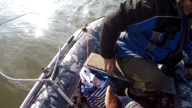 РАЗДАЧА ЩУКИ НА АХТУБЕ Подобрали приманку и понеслось Осенняя рыбалка в Астрахани 2021 смотреть онлайн