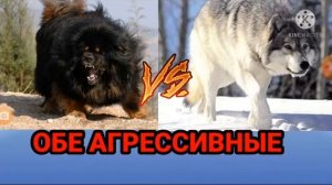 тибетский мастив vs серый волк (кто сильнее?)!!
