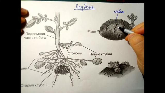 Видоизменения побегов