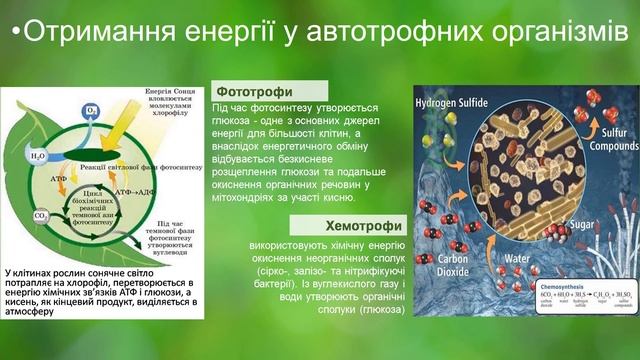 10 клас. Біологія. Енергетичне забезпечення процесів метаболізму. смотреть онлайн