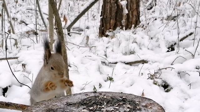 Сидит как за столом 😊 Белка пришла пообедать 😊 смотреть онлайн