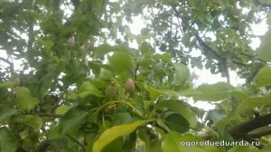 Показываю как помогает ловчий пояс от цветоеда (долгоносика) на яблонях.