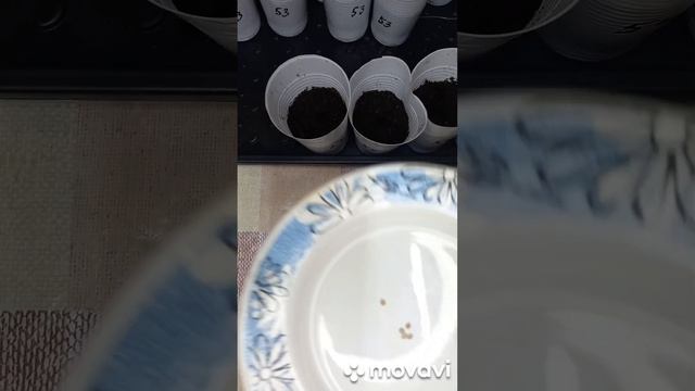 ТОМАТ МИНУСИНСКИЙ ЗАСОЛОЧНЫЙ. ПОСАДКА ЕГО НА РАССАДУ. ОГОРОД НА КУБАНИ. shorts# смотреть онлайн