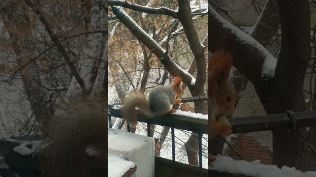 Зачем Белка Это Сделала?😂#животные#белка#animals#смешныеживотные#белки#belka смотреть онлайн