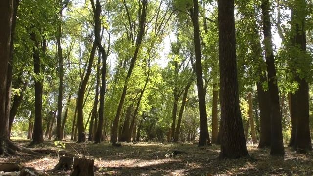 ЛОВЛЯ САЗАНА В СЕНТЯБРЕ. Рыбалка на жмых осенью Разведка нового места смотреть онлайн