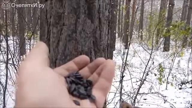 Ручная белка в парке смотреть онлайн