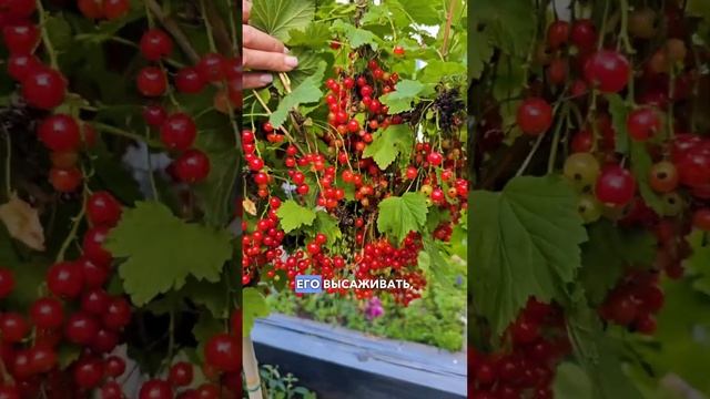 Красная смородина на штамбе - это красиво и очень удобно! смотреть онлайн