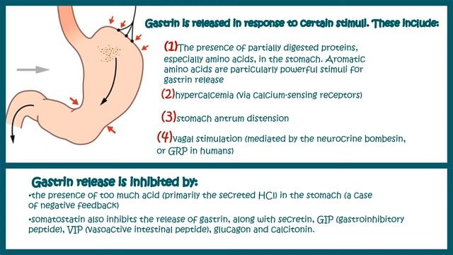 Gastrin || Function And Mechanism Of Action