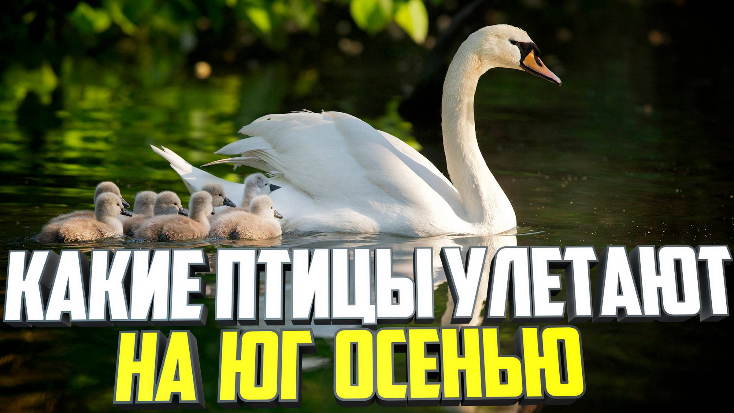 Какие птицы улетают на юг осенью смотреть онлайн