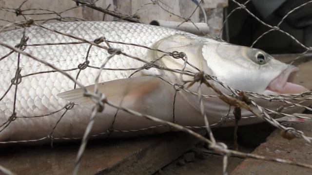 ЖЕРЕХ ИЗ ТУМАНА Осенняя рыбалка в Астрахани Ловля хищника на джиг и блесну смотреть онлайн