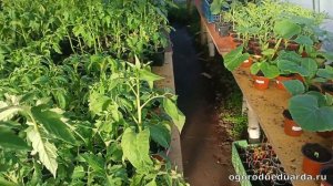 Показываю как рассада перенесла ночной заморозок в -3 градуса и как я обогревал теплицу