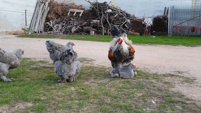 Brahma plata en azul orange !! смотреть онлайн