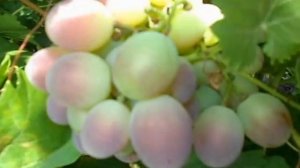 Сорт винограда Краски осени.