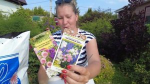 ЛЕТНИЙ ПОСЕВ КОЛОКОЛЬЧИКА В ГРУНТ - ЗАЧЕМ СЕЯТЬ КОЛОКОЛЬЧИК СРЕДНИЙ В ИЮЛЕ