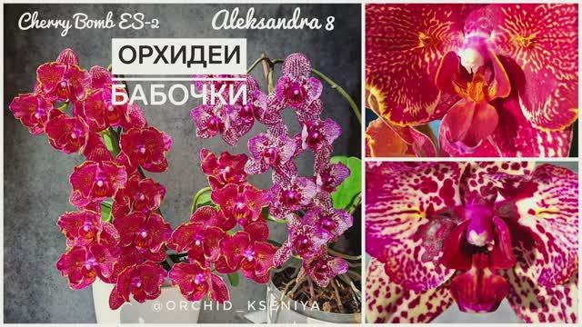 Орхидеи-бабочки Cherry Bomb ES-2❤️ и Aleksandra 8 💖 Дуэт красивейших фаленопсисов | Обзор сортов смотреть онлайн