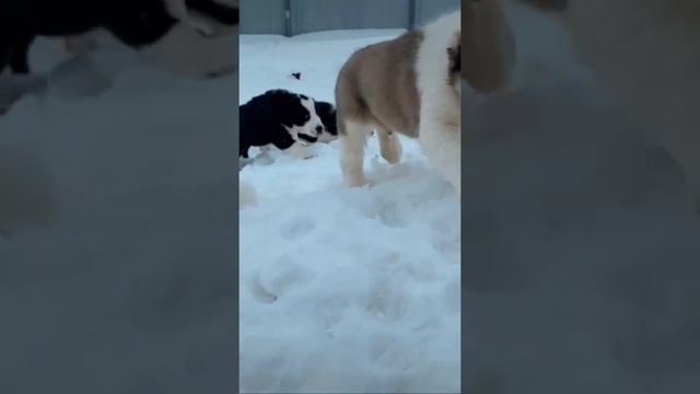 Суета #среднеазиатскаяовчарка #alabai #dog #сао #волкодав смотреть онлайн