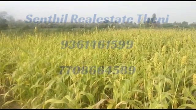2 acre 30 cent 7 km from Theni. смотреть онлайн