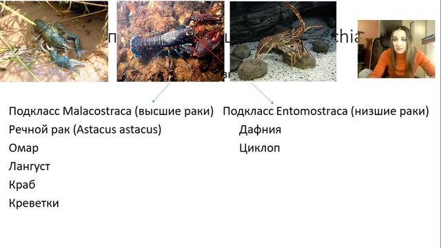 Членистоногие смотреть онлайн
