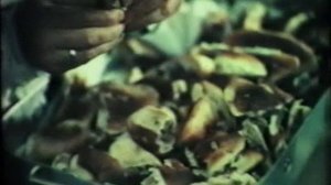 Всесоюзный киножурнал "Фитиль" № 86 1969 г