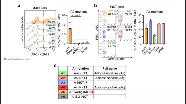 지방조직 특이적 iNKT 세포 아집단에 의한 지방세포 교체 과정 조절 смотреть онлайн