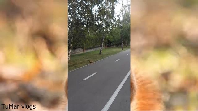 34.Заводные белки.) Squirrel Kazakhstan, Almaty смотреть онлайн