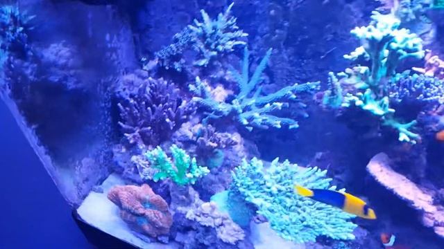 rsm 250L 66G смотреть онлайн