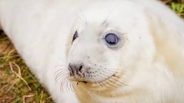 Donna Nook Seals Pups смотреть онлайн